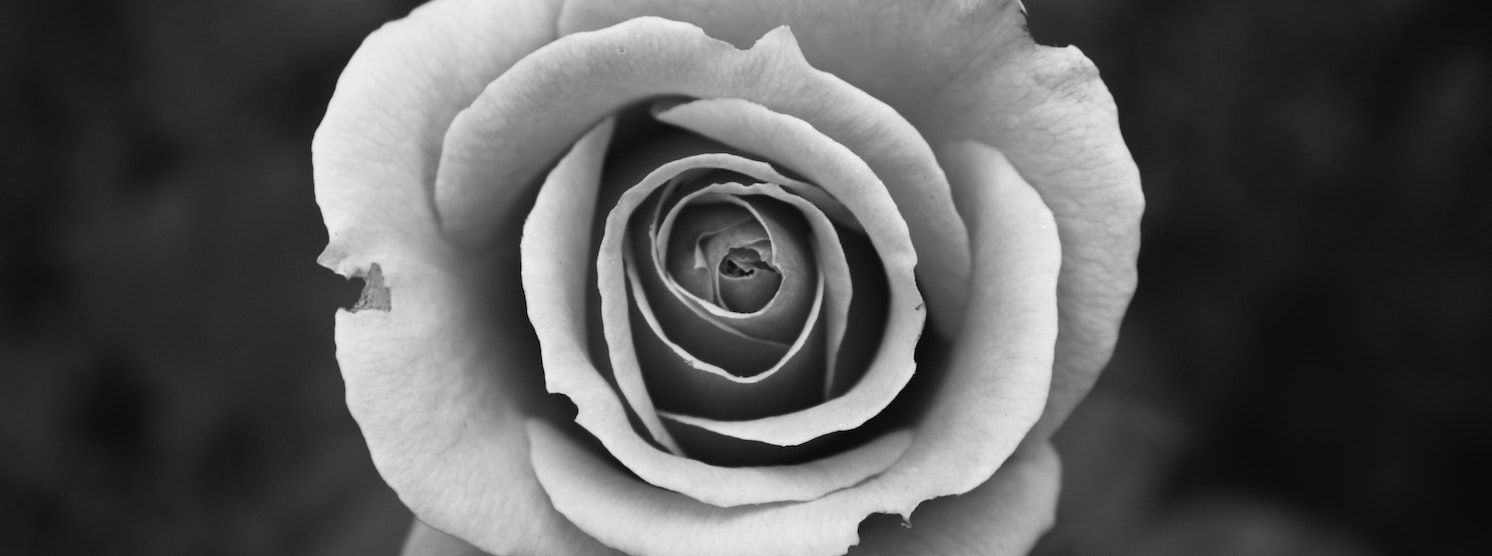 Rose in schwarz-weiß